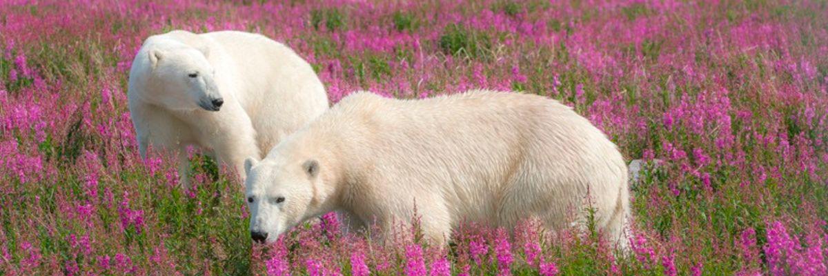 L'aventure estivale ultime avec les ours et les bélugas